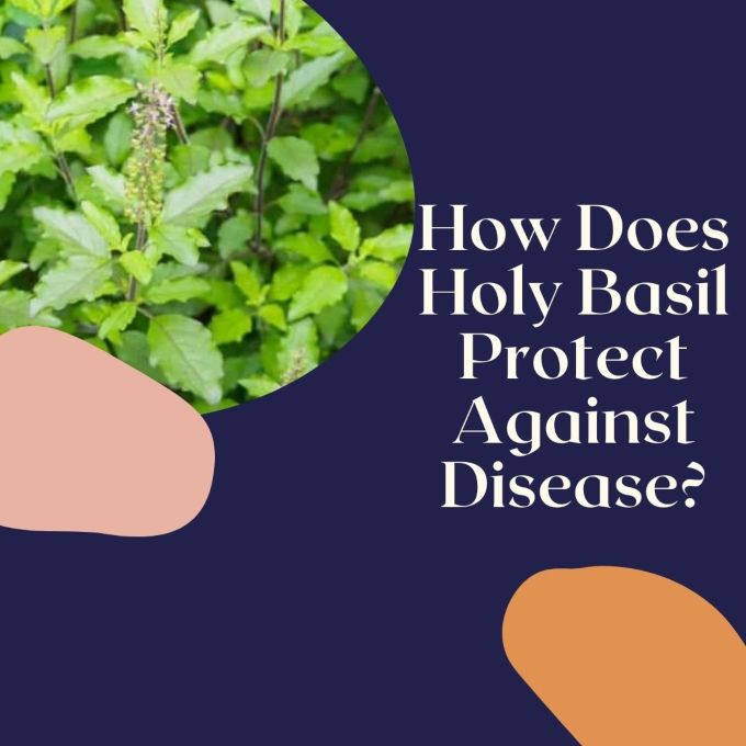 holy basil