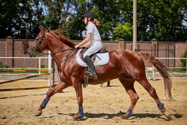 canvas horse rugs