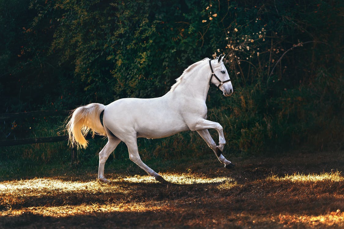 canvas horse rugs