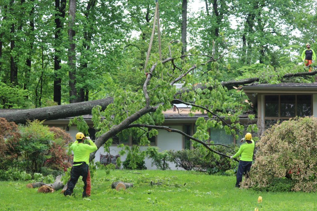 Prevent Your Trees From Any Problem